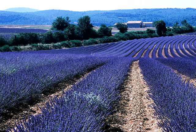 Une escapade bien méritée en ce moment ! En route vers les routes de la lavande !