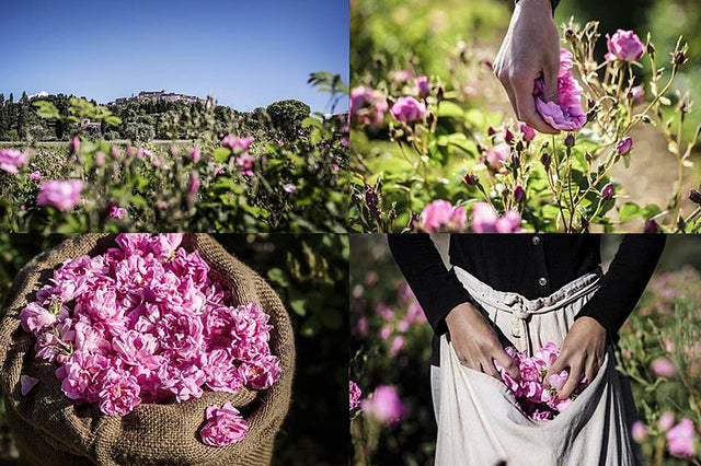 La vie en rose Mademoiselle Provence